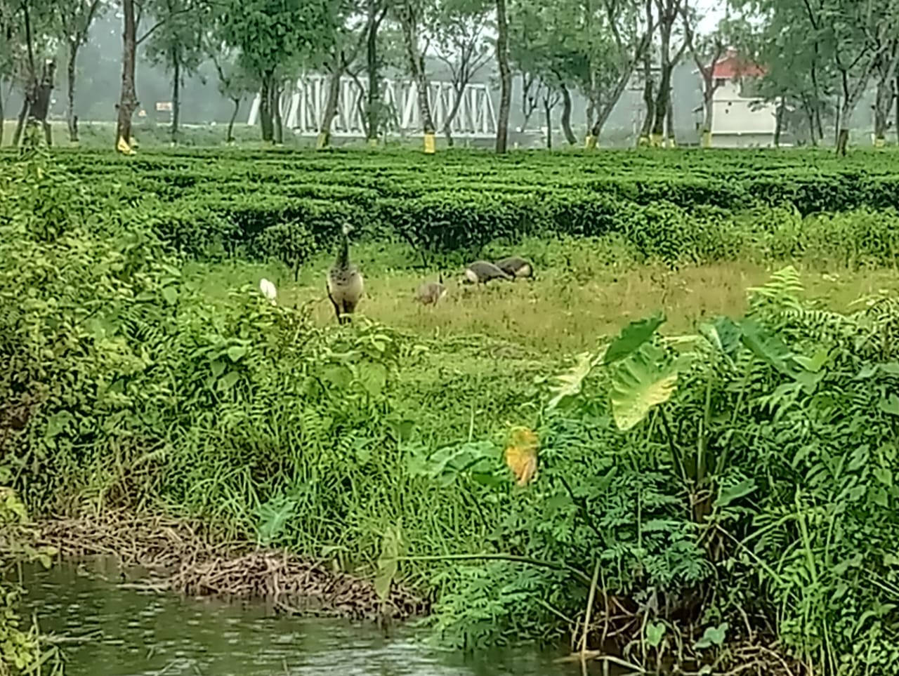 Dooars Adventure Package 4